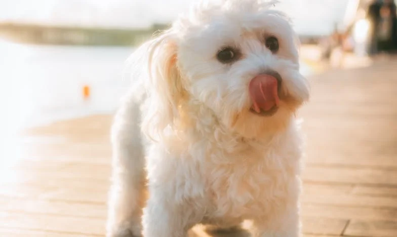Ko sem krvavih rok iskala Piko pod bloki v Šiški: Kako mi je neznani kuža iztrgal življenje iz primeža izgube