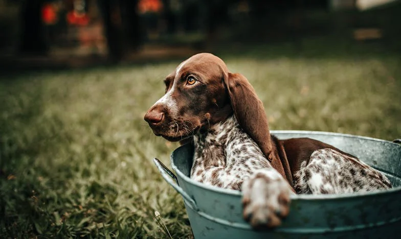 Ko sem odprla vrata in zaslišala cviljenje – tisti večer je vse razpadlo
