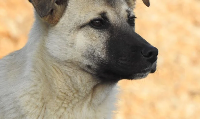 Ko sem ostala sama v bloku v Ljubljani, mi je rešil življenje kuža iz zavetišča