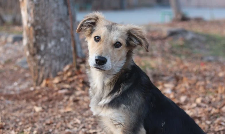 Ko sem ostala sama: Zgodba iz bloka v Mostah in pes Belo, ki mi je obrnil življenje