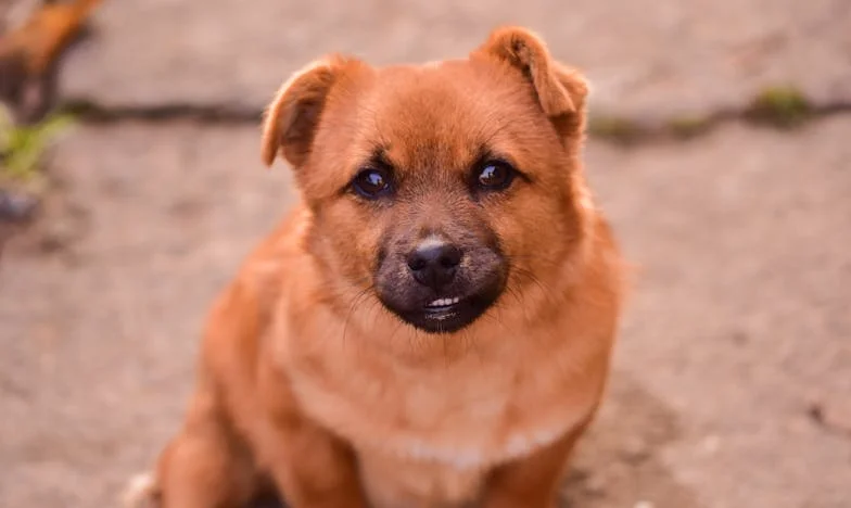 Ko sem v krvi iskanja pogrešane Nare prvič zaslišala zvok njenih šap, sem vedela, da bo to noč dolga.