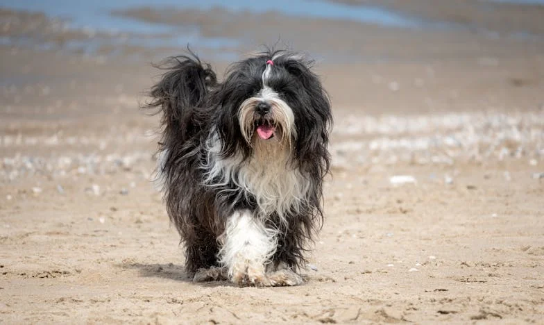 Ko sem z roza povodcem v roki stekla skozi dež, sem jo zagledala ob krvavem robniku: Grda zgodba o psu, ki je razklal moj zid tišine