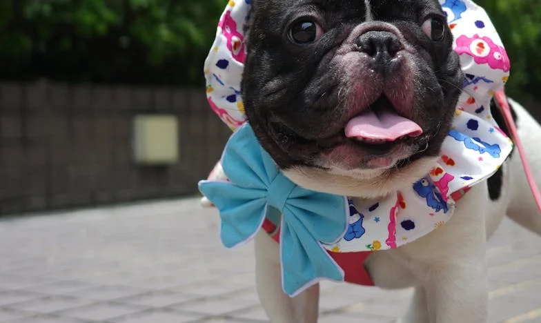 Ko si pes spremeni tvoje srce: Zgodba iz bloka v Kranju