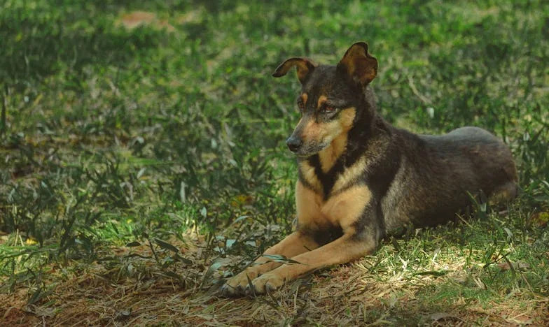 Ko zima pride v blok: Kako je Ajda, stara kraševska mešanka, razbila mojo osamljenost po ločitvi