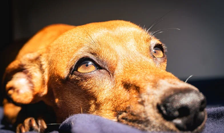Krv na šapah in zaklenjena vrata: Kako me je Tara naučila, da zaupam ljudem znova