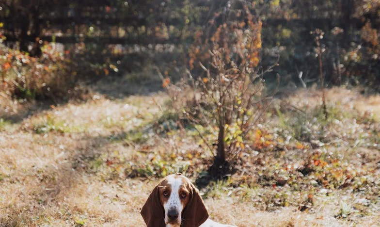 Med dvema ognjema: Ko mi je pes pokazal, komu res pripadam