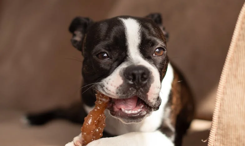 Morala na povodcu: Kako me je Brin rešil praznine v bloku na Viču