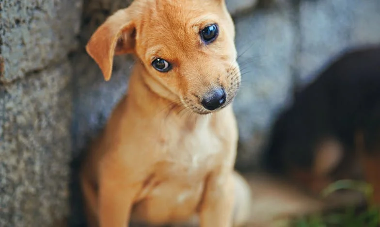 Nisem imela več nikogar — dokler nisva s Tajo padli v tisti zimski jarek