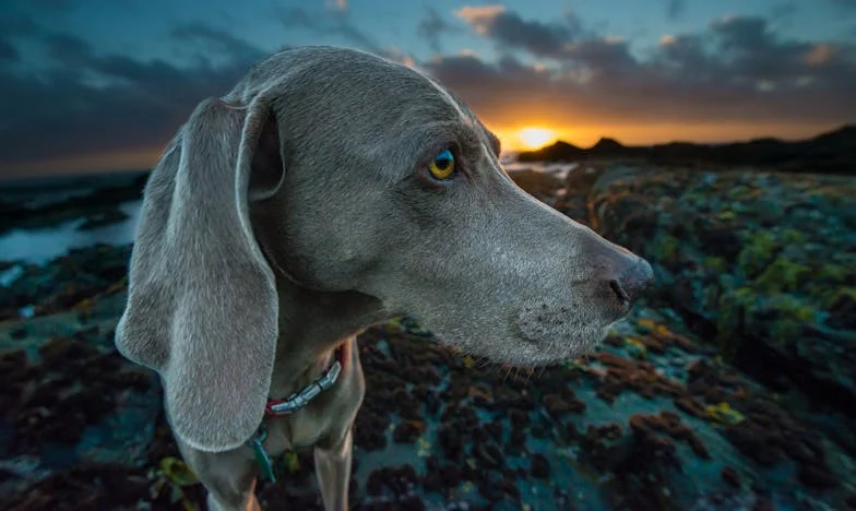 Pes, ki je raztrgal moj zid: Odhod iz Kranja, ki ga ni bilo mogoče preklicati