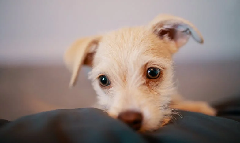 Pes, ki me je naučil spet dihati: Moja zgodba o izgubi, krivdi in nepričakovani zvestobi