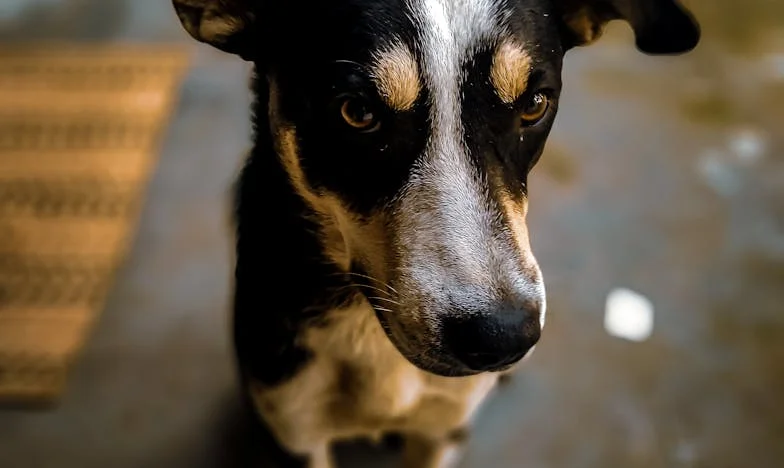 Pes, ki mi je rešil dušo – pa sem mu skoraj prepovedala vstop v svoje življenje