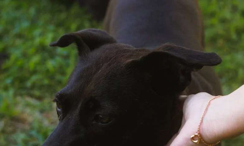 Stan, ki je razdelil družino: Vesnina zgodba o ljubezni, pohlepu in mejah