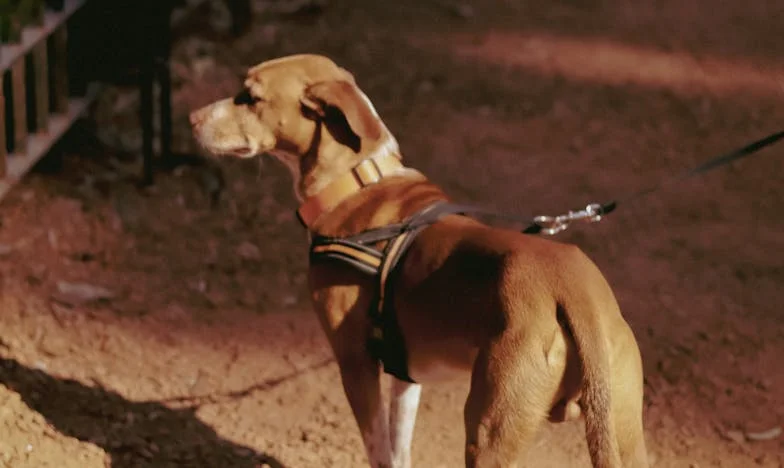 Tista noč, ko je Ajda zakrvavela – pes, ki me je potisnil, da sem izbrala sebe