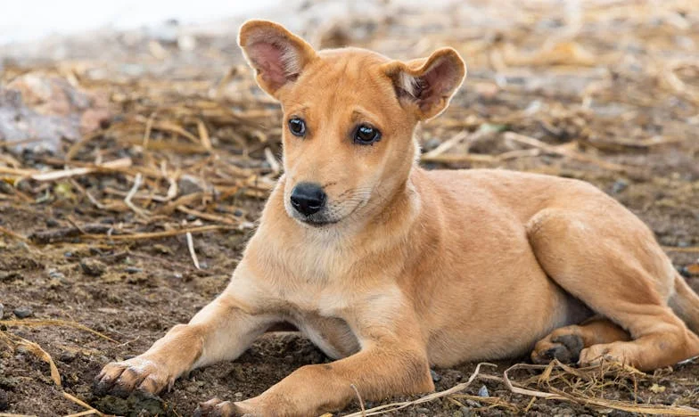 Tisti trenutek, ko je Bobi nekaj v meni prebudil: med kuhinjskimi lonci in novo zvestobo