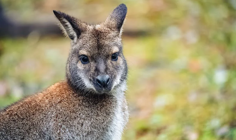 Vsako soboto gradim lopo pri tastu – in po naključju odkrijem, zakaj je svak tako navdušen nad pomočjo