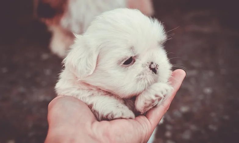 Zakaj sem prekinila stike z moževimi starši – slovenska zgodba o izgorelosti in novi zavezi