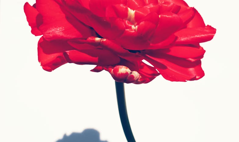 Anyósom két hónapra hozzánk költözik – és a házasságom romokban hever