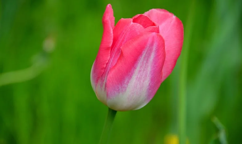 Az anyósom segíteni akart, de csak rontott a helyzeten – Tönkrement a házasságom?