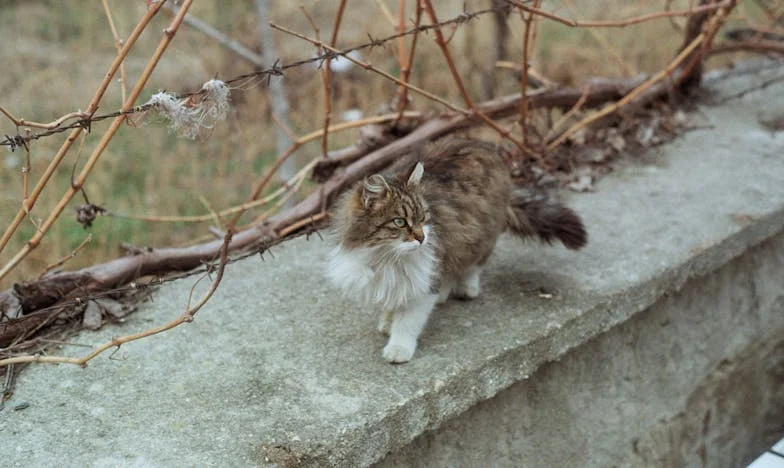 Cheile care deschid răni vechi