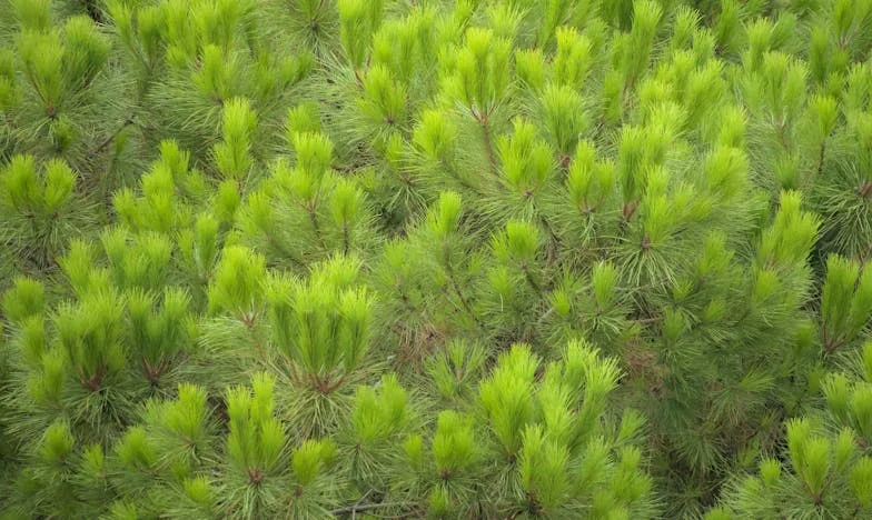 „Dacă mă iubești ca mamă, lasă-l pe el. Altfel, nu mă vei mai vedea niciodată.”