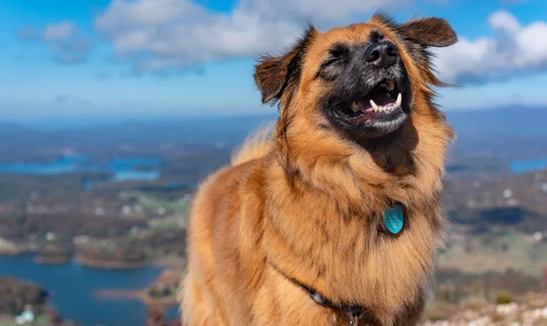 Iluzia unui Partener Perfect Spulberată de Realitatea Dură