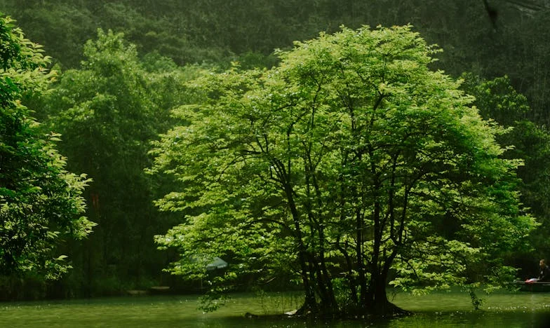 Întoarcerea lui Andrei: O luptă pentru moștenire