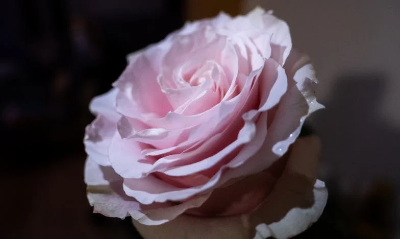 Între Datorie și Dezamăgire: Povestea Unei Noră Într-o Familie Românească