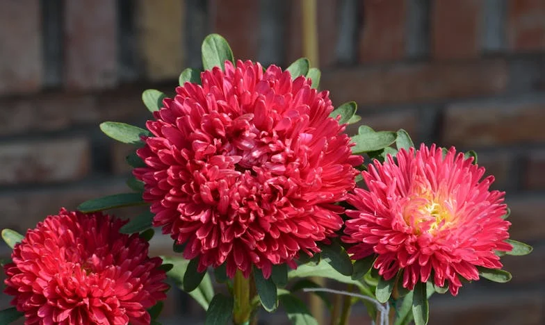 Între două lumi: Povestea gemenilor mei și a prejudecăților din familie