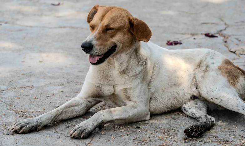 Maestrul Propriilor Sale Necazuri: Cum și-a Complicat Viața Ioana