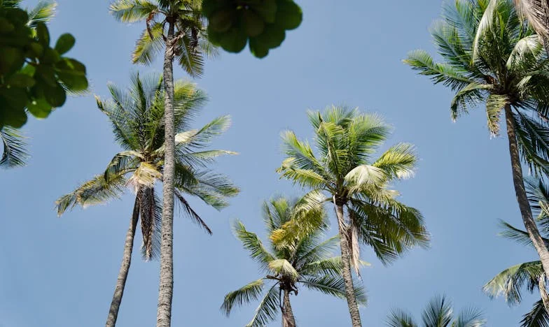 Mândria bunicii: între adevăr și aparențe