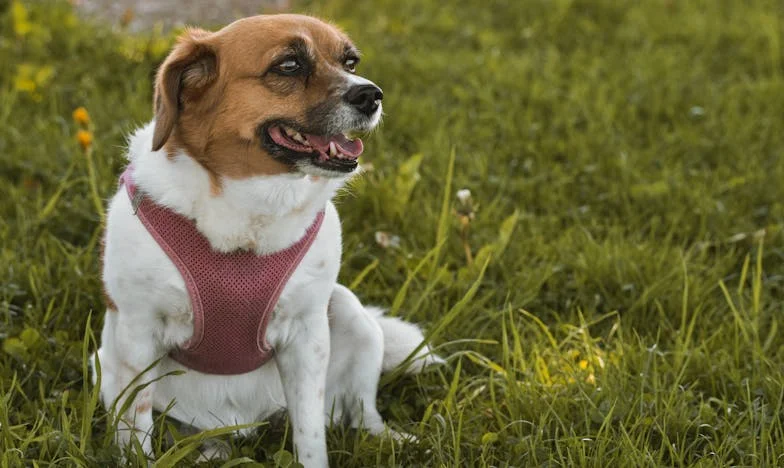 Nu mai recunosc omul de lângă mine: Povestea unei iubiri care se destramă