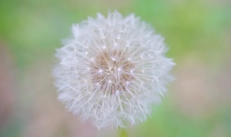 Numele Bunicului: O Familie Despărțită