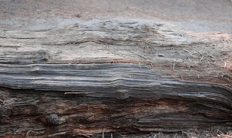 Umbra fratelui meu: Povestea unei copilării trăite la extreme