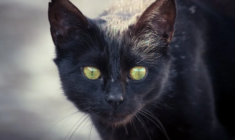 Umbra Trecutului: Povestea unei Alegeri Dureroase