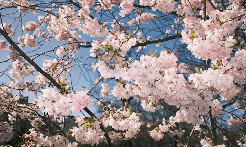 Un Apel de la Soacra Mea M-a Dus pe Mine și pe Bebeluşul Meu la Secția de Poliție