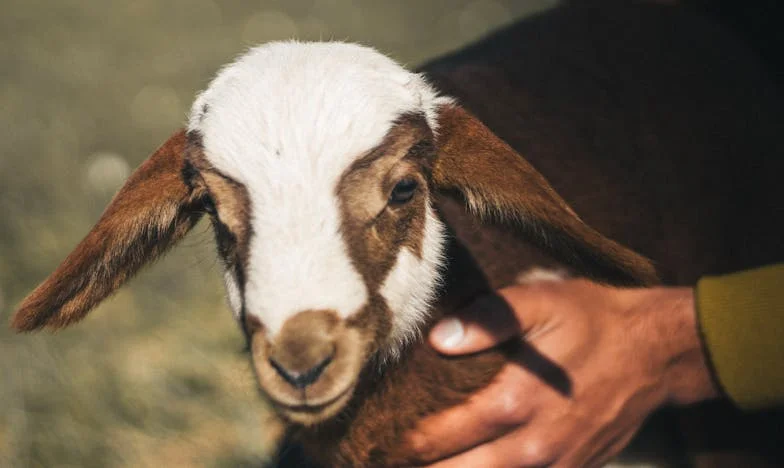 Victoria: Între Datorie și Libertate