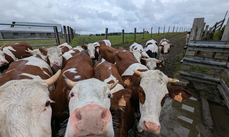 Când clopoțelul sună: Povestea unei iertări neașteptate