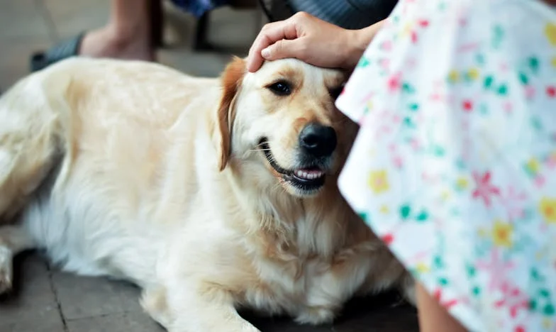 Când soacra mea mi-a zâmbit prima dată, am crezut că am câștigat o mamă, dar am pierdut totul