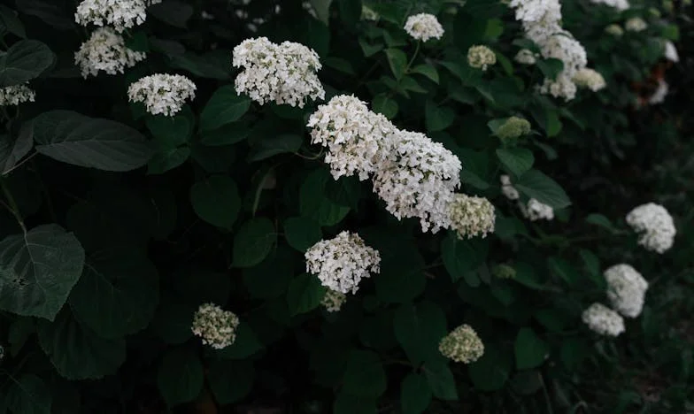 Casa dintre două lumi: Povestea unei moșteniri furate