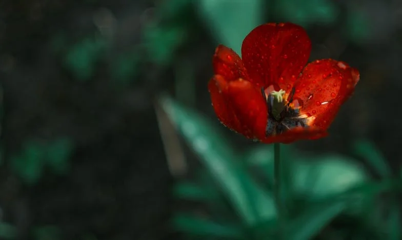 Două inimi frânte sub același acoperiș: Povestea mea și a fiicei mele