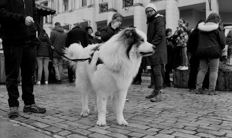 Inima împărțită în două: Povestea gemenilor mei și lupta cu o boală rară