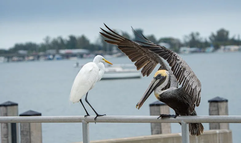 Miracolul din ochii lui Vlad: Povestea unui copil cu păr de argint
