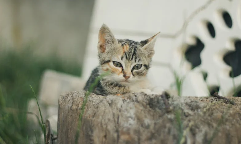 „Nu sunt bona familiei voastre!” – Povestea unei mame pe marginea prăpastiei