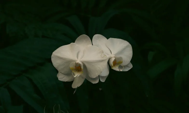 O plimbare neașteptată: Confesiuni la apus și umbrele trecutului