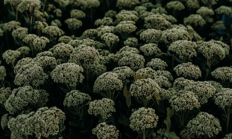 O zi care a început cu lacrimi și s-a sfârșit cu zâmbete: Povestea unei nurori și a soacrei sale