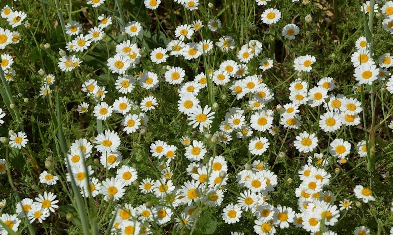 Scrisoarea pe care nu am vrut s-o scriu niciodată