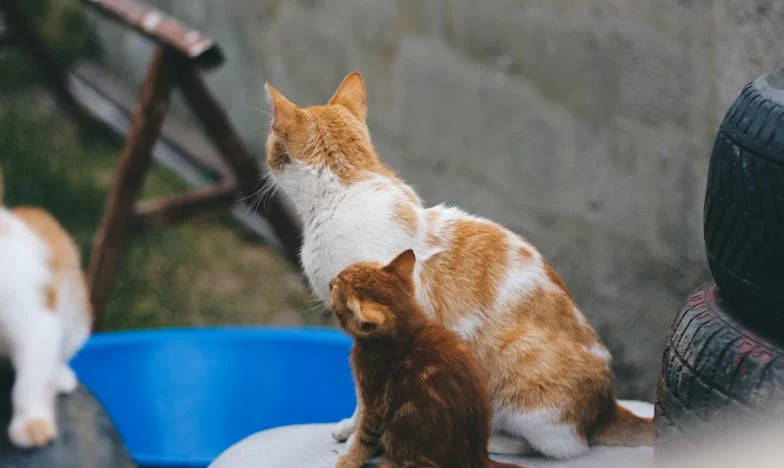 Soțul meu nu iese niciodată din casă: Povara unei iubiri captive