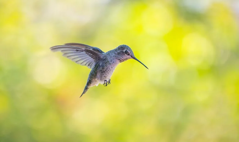 Ultima tăietură: Povestea Anei și a părului ei de aur