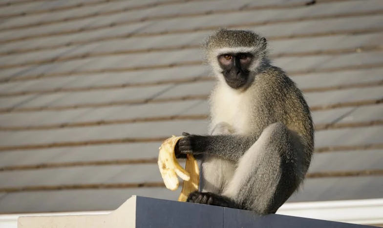 Ultima zi la Fierăria din Colț: Povestea lui Gheorghe