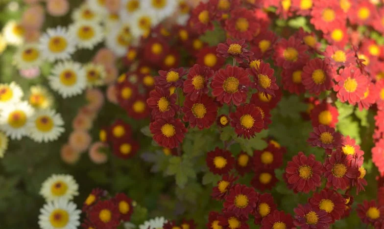 Umbrele din ochii lui Vlad: Povestea unui început fără mamă